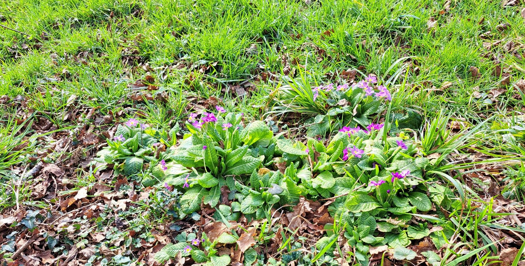 Premières fleurs