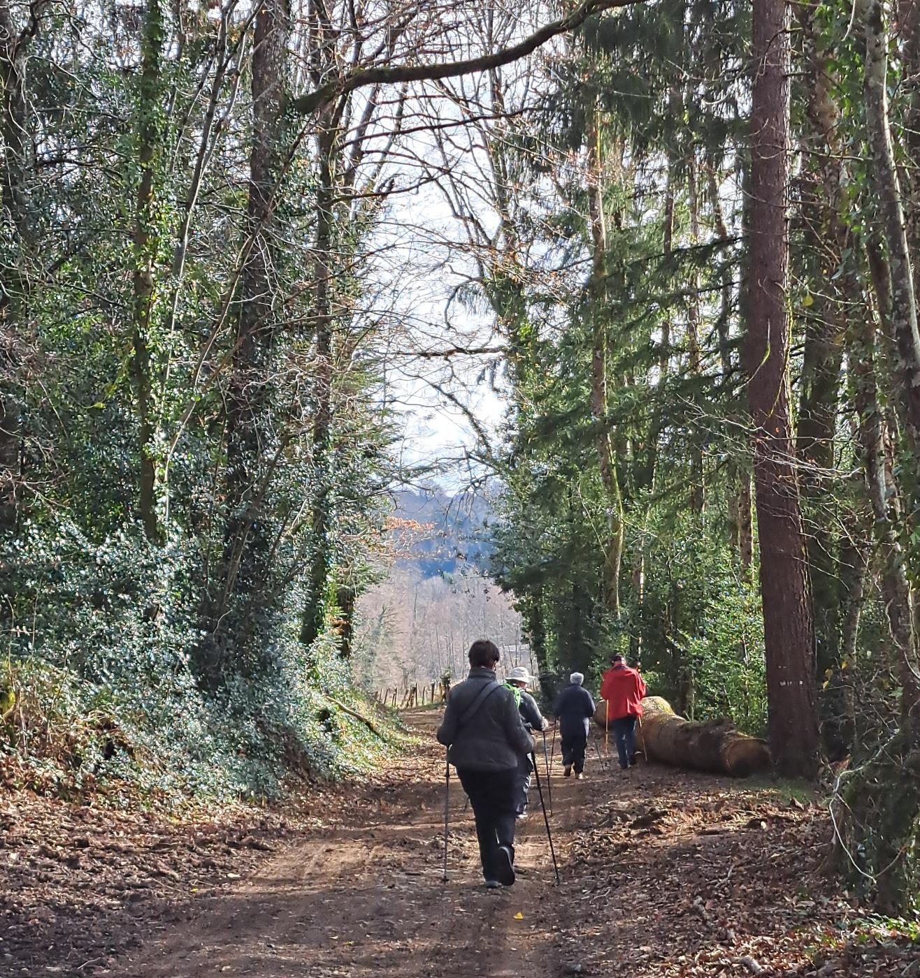 Allée majestueuse