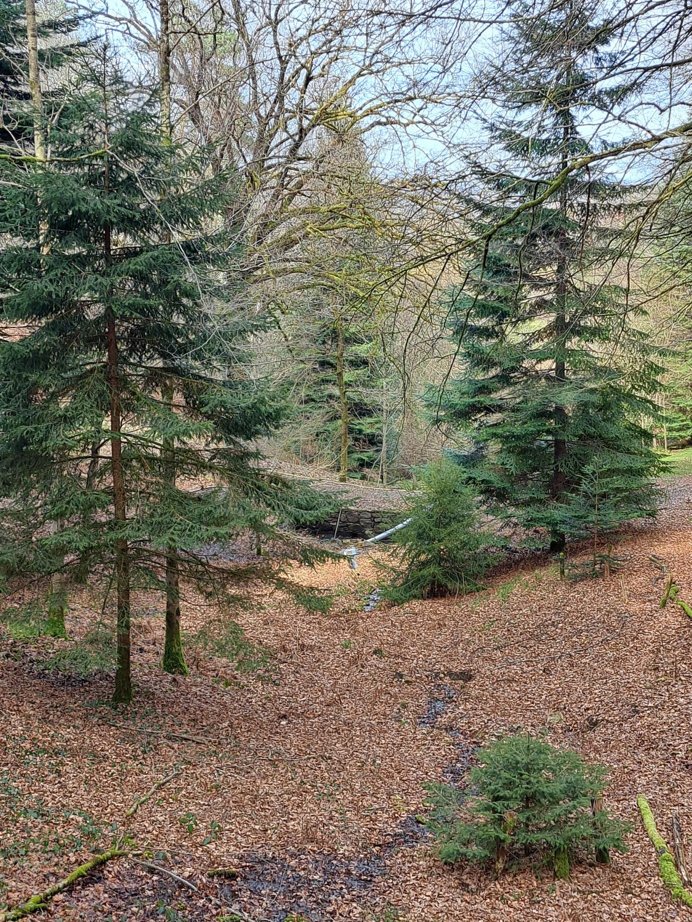 Suite du canal dans le sous bois