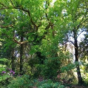 Forêt enchantée