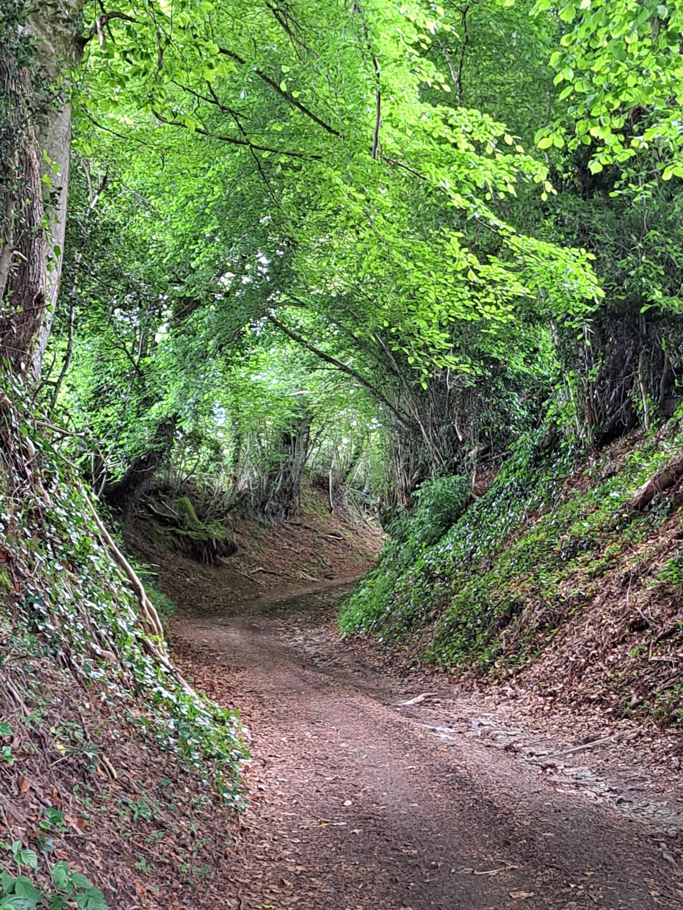 Chemin bien abrité