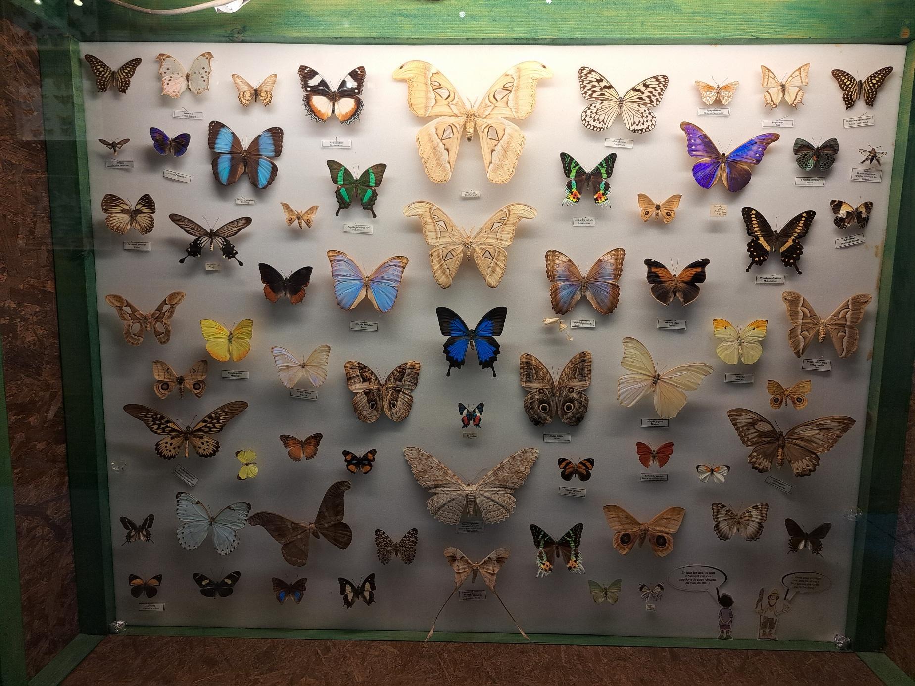 COLLECTION DE PAPILLONS