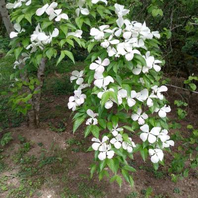 Cascade de fleurs