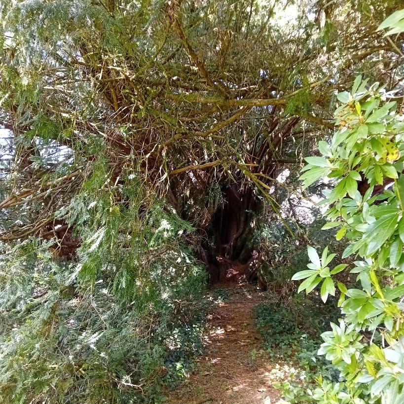 Tunnel végétal