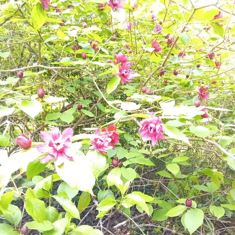 Timides fleurs roses