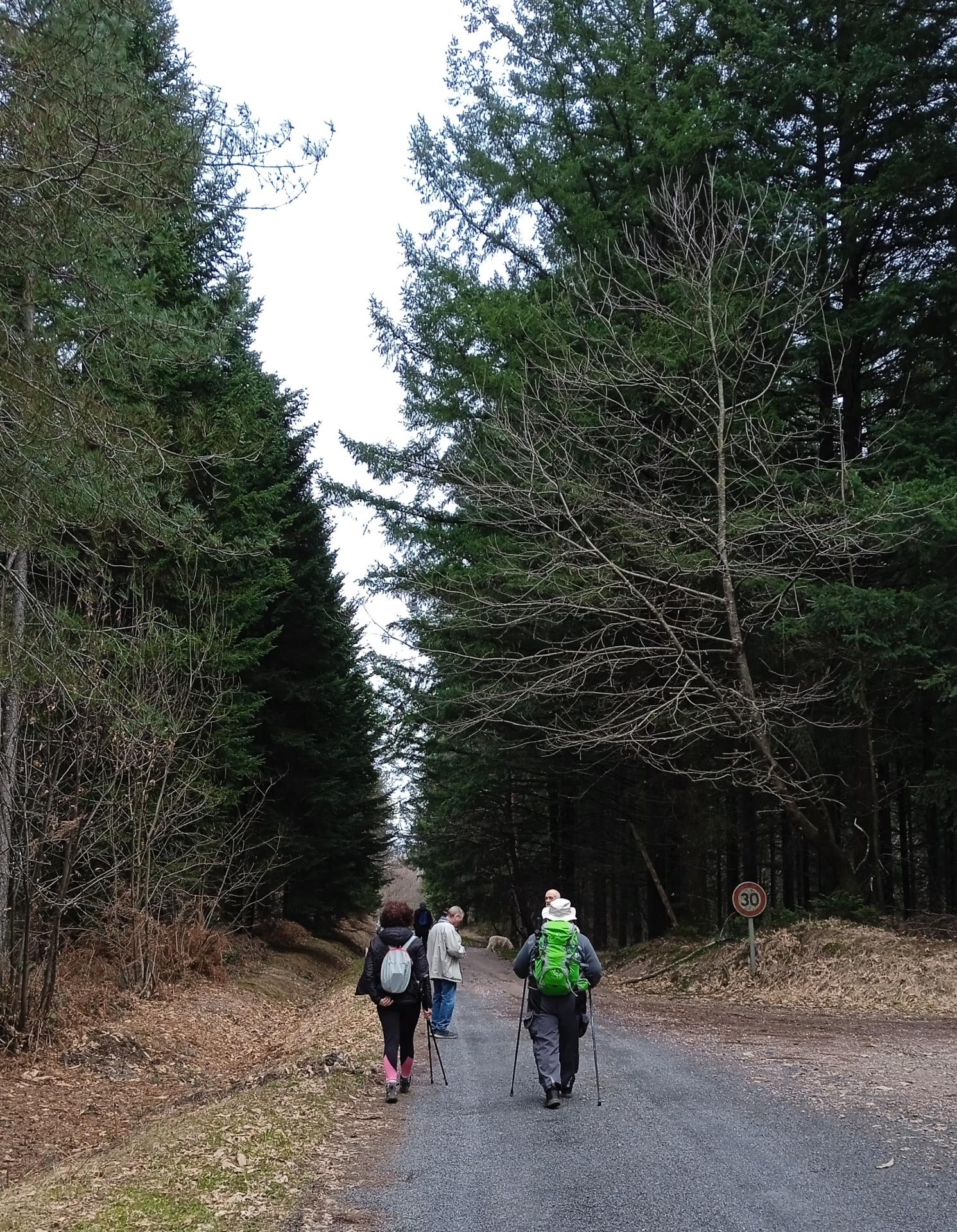 Une jolie piste forestière